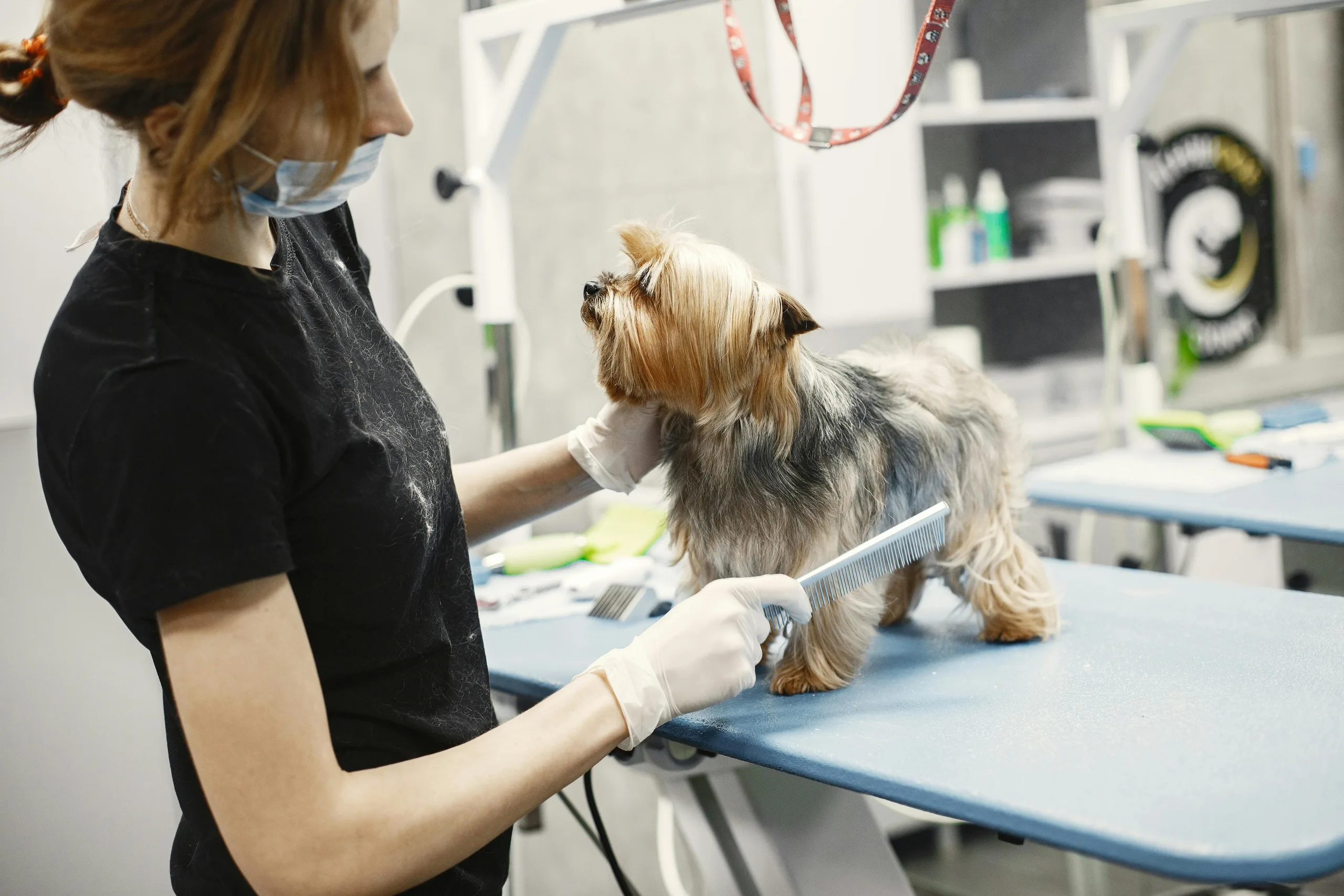 pet grooming