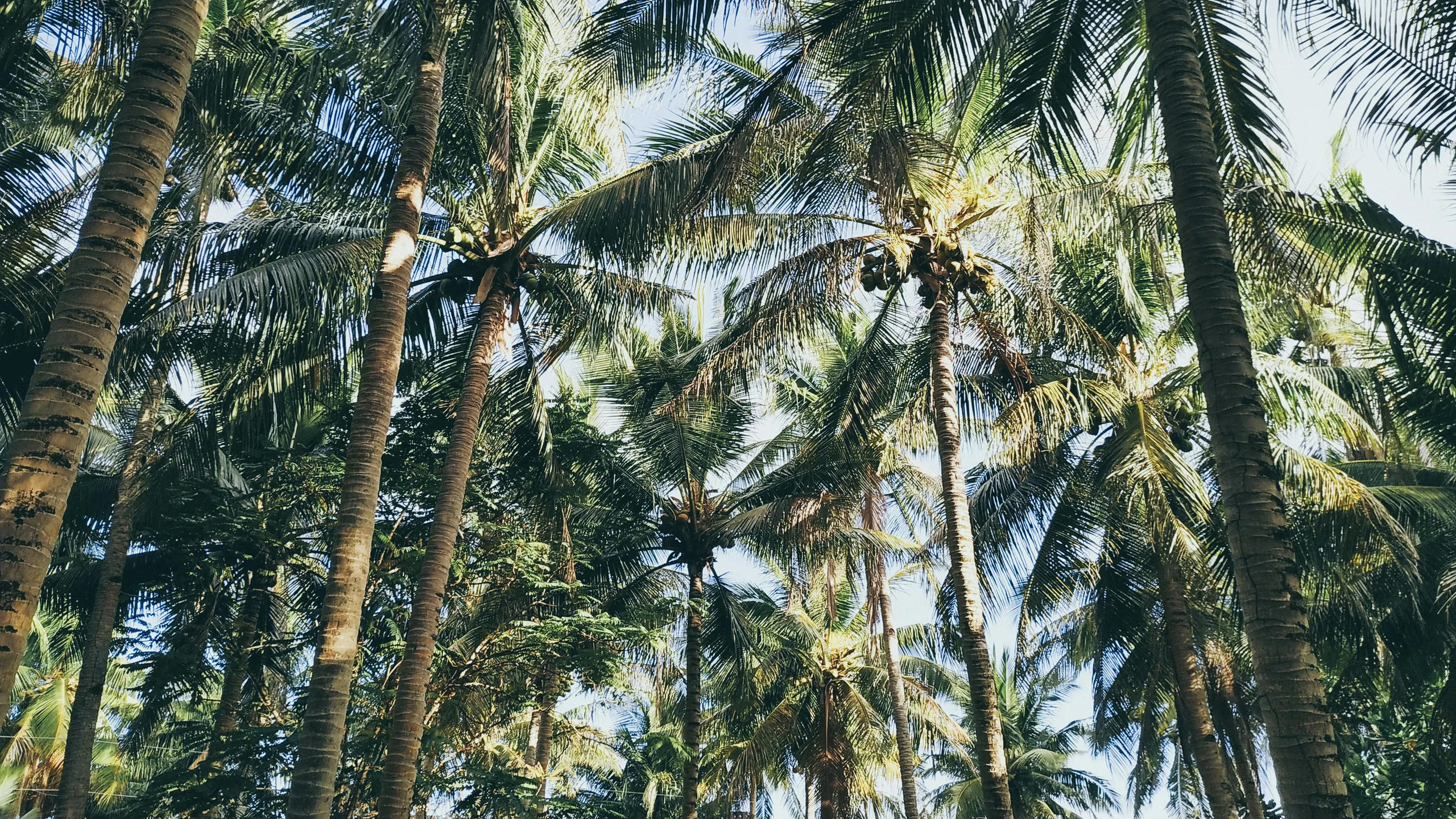 coconut based business